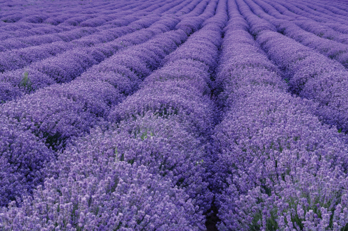 AZERBAIJAN IN FULL BLOOM