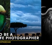 HOW TO BE A WILDLIFE PHOTOGRAPHER